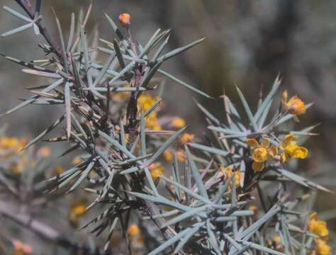 Image of Berberis pinifolia (Lundell) C. H. Muller