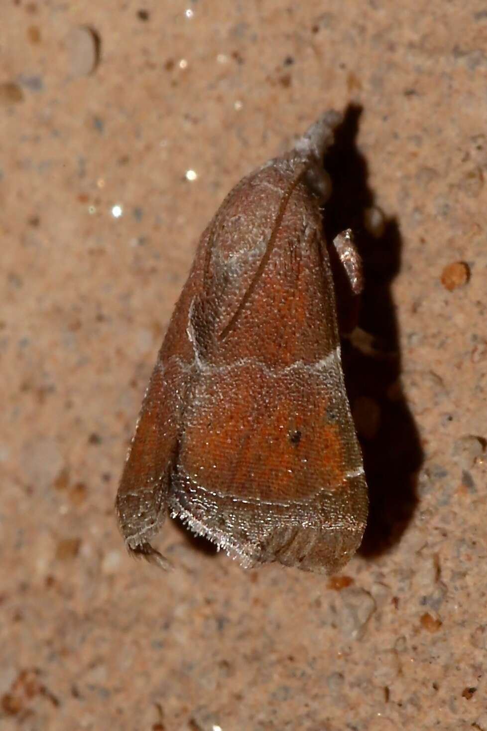 Streptopalpia minusculalis (Möschler 1890) resmi