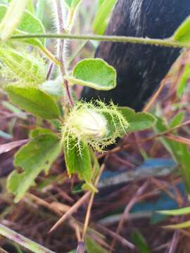 Image of Passiflora clathrata Mast.