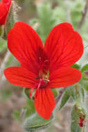 Image of Scarlet pelargonium