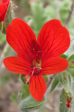 Image of Pelargonium fulgidum (L.) L'Her.