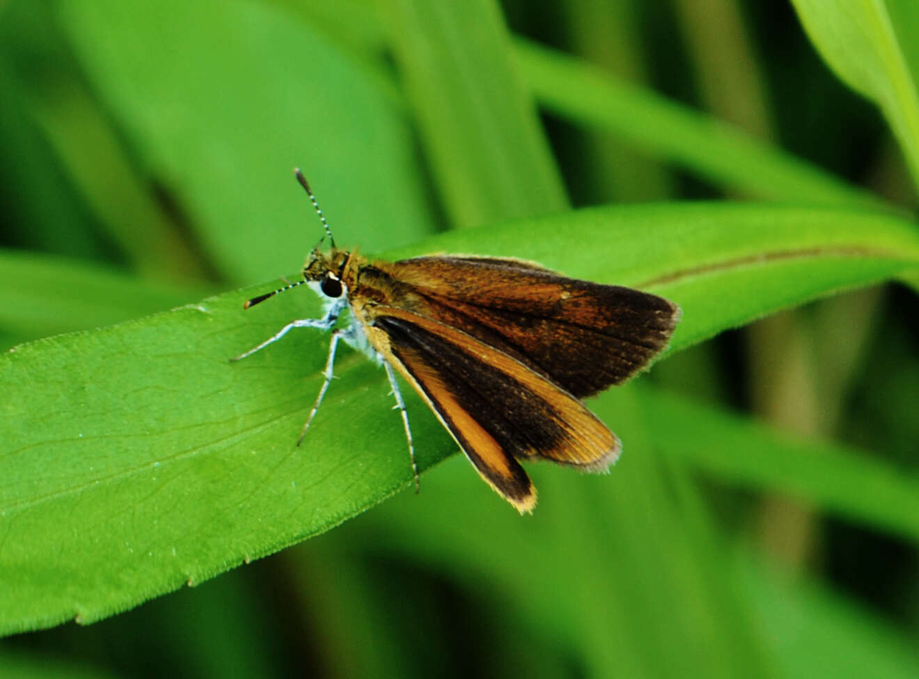 Image of Least Skipper