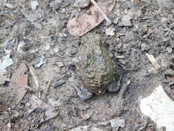 Image of Power’s Rain Frog