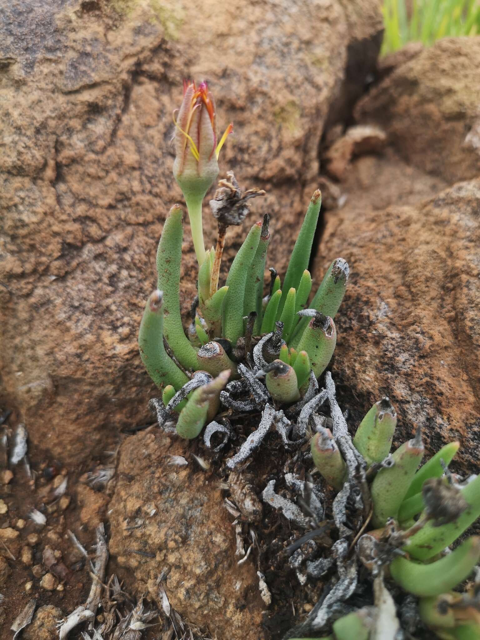 Image of Hereroa glenensis (N. E. Br.) L. Bol.