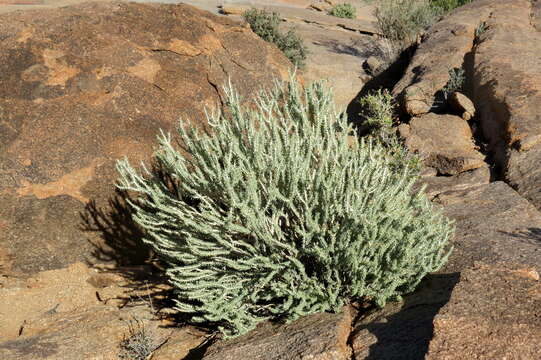 Image of Portulacaria namaquensis Sond.