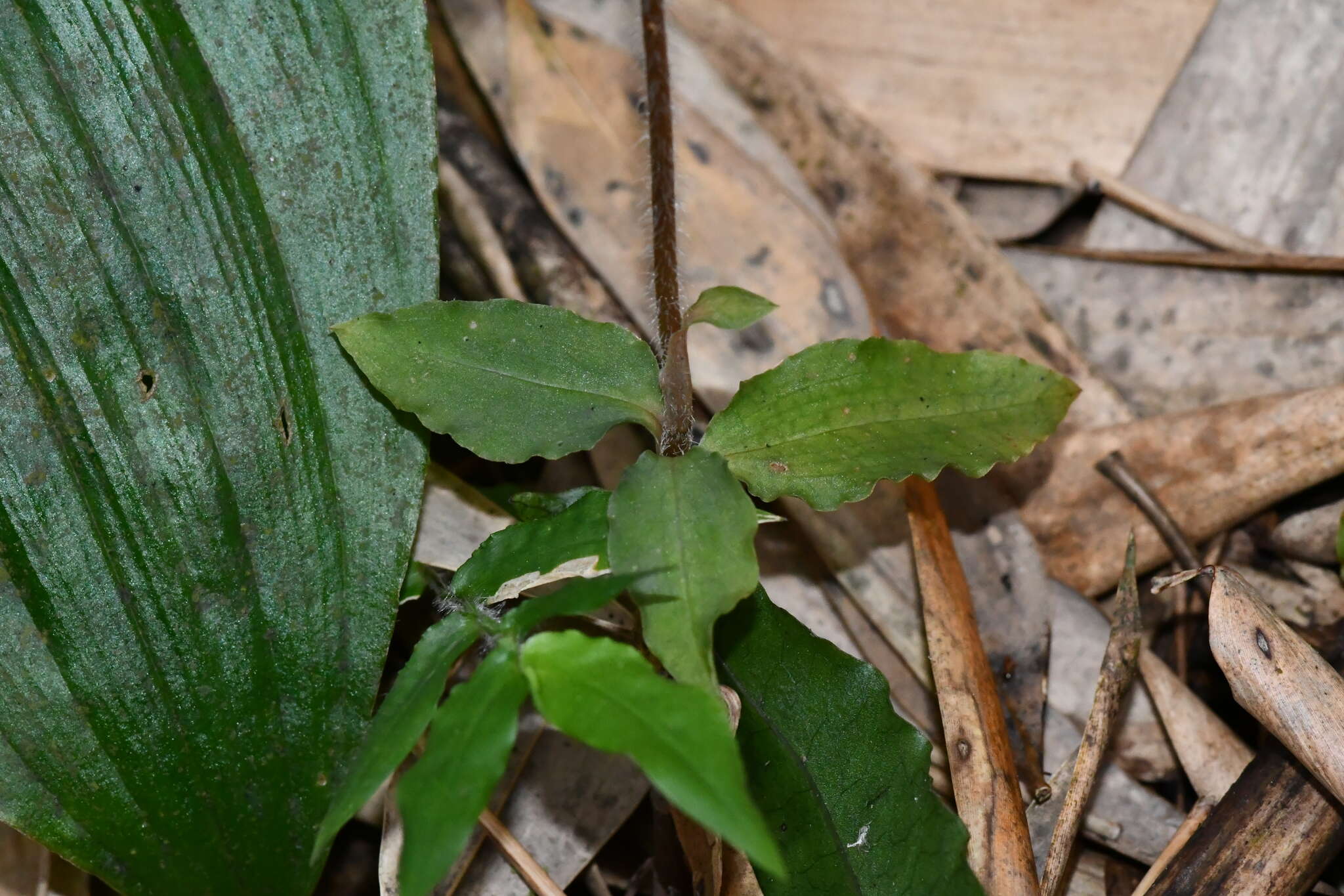 Image of Zeuxine parvifolia (Ridl.) Seidenf.