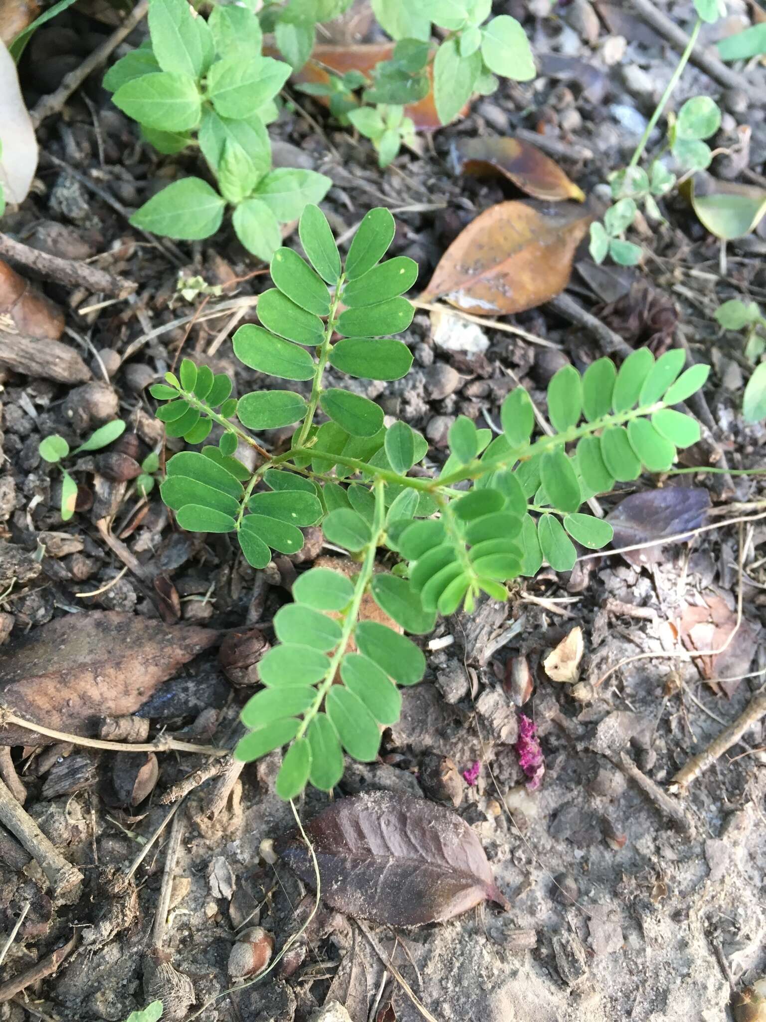 Imagem de Phyllanthus urinaria L.