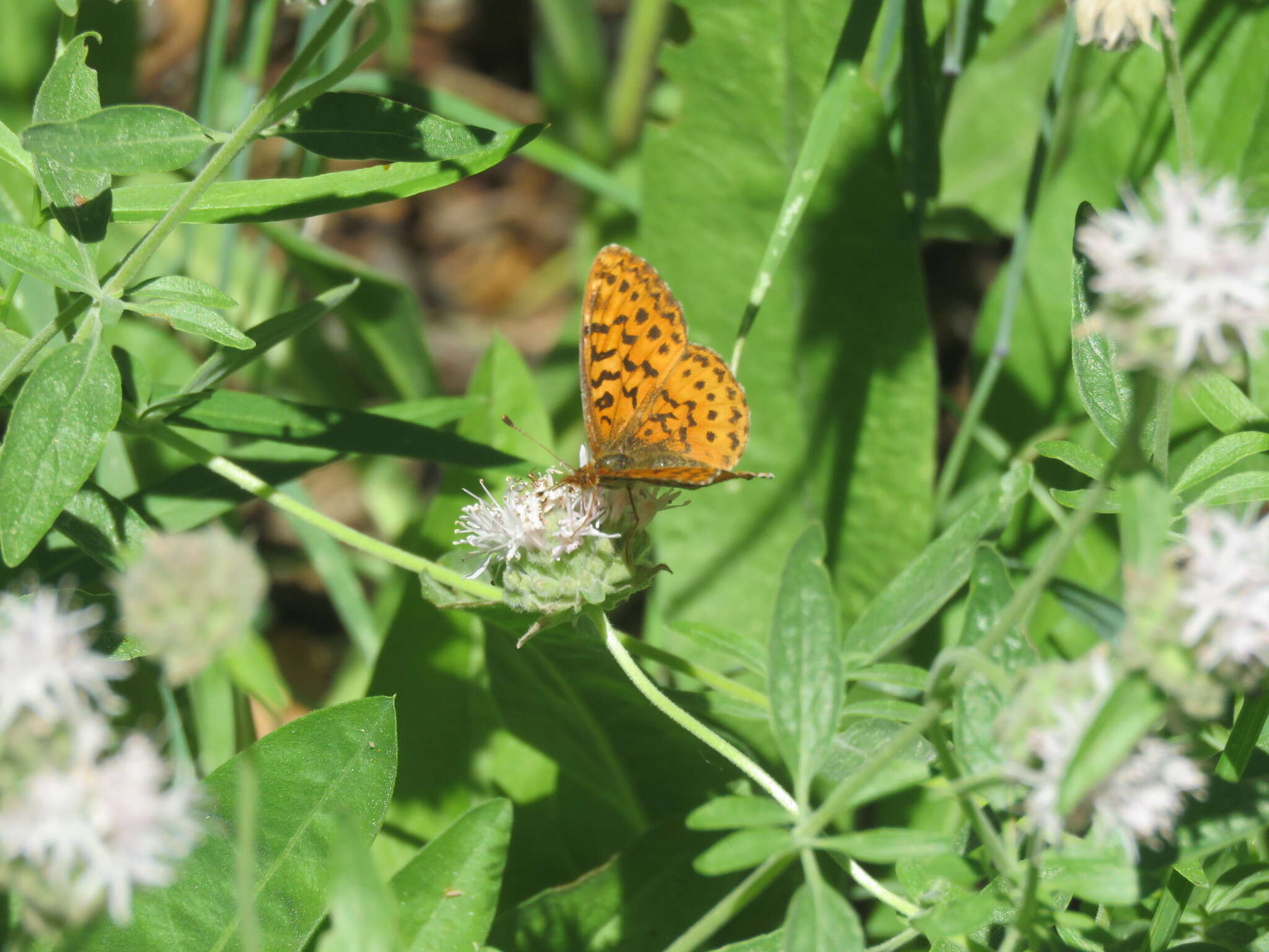 Image of Western Meadow Fritillary