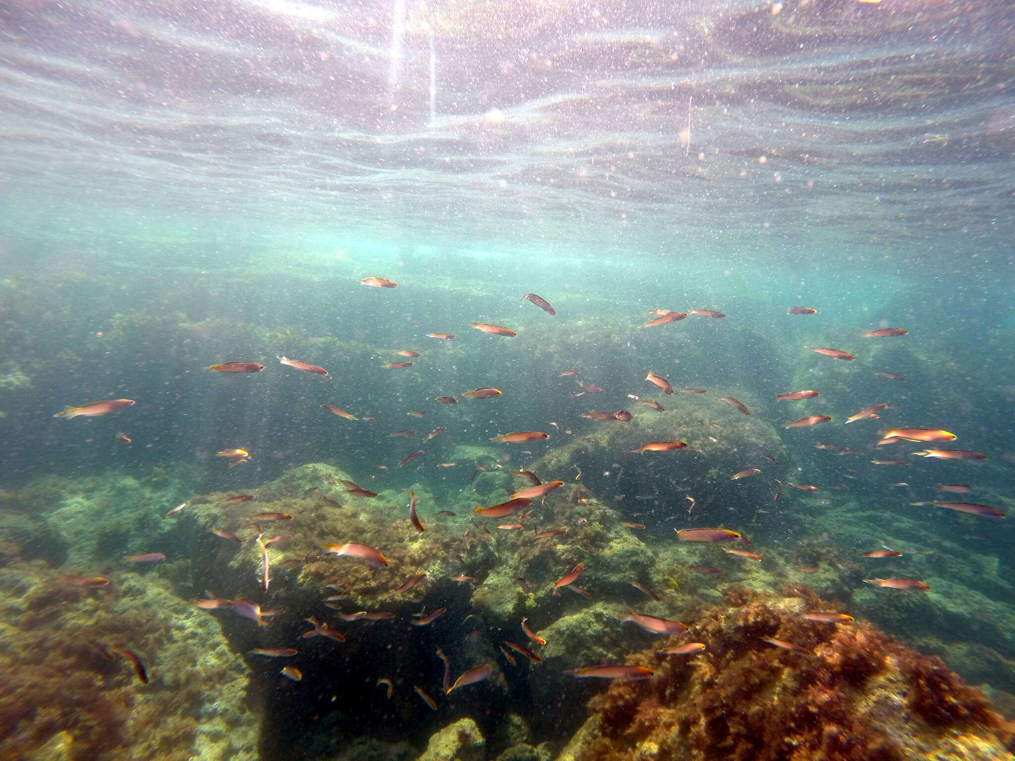 Image of Noarlunga hulafish