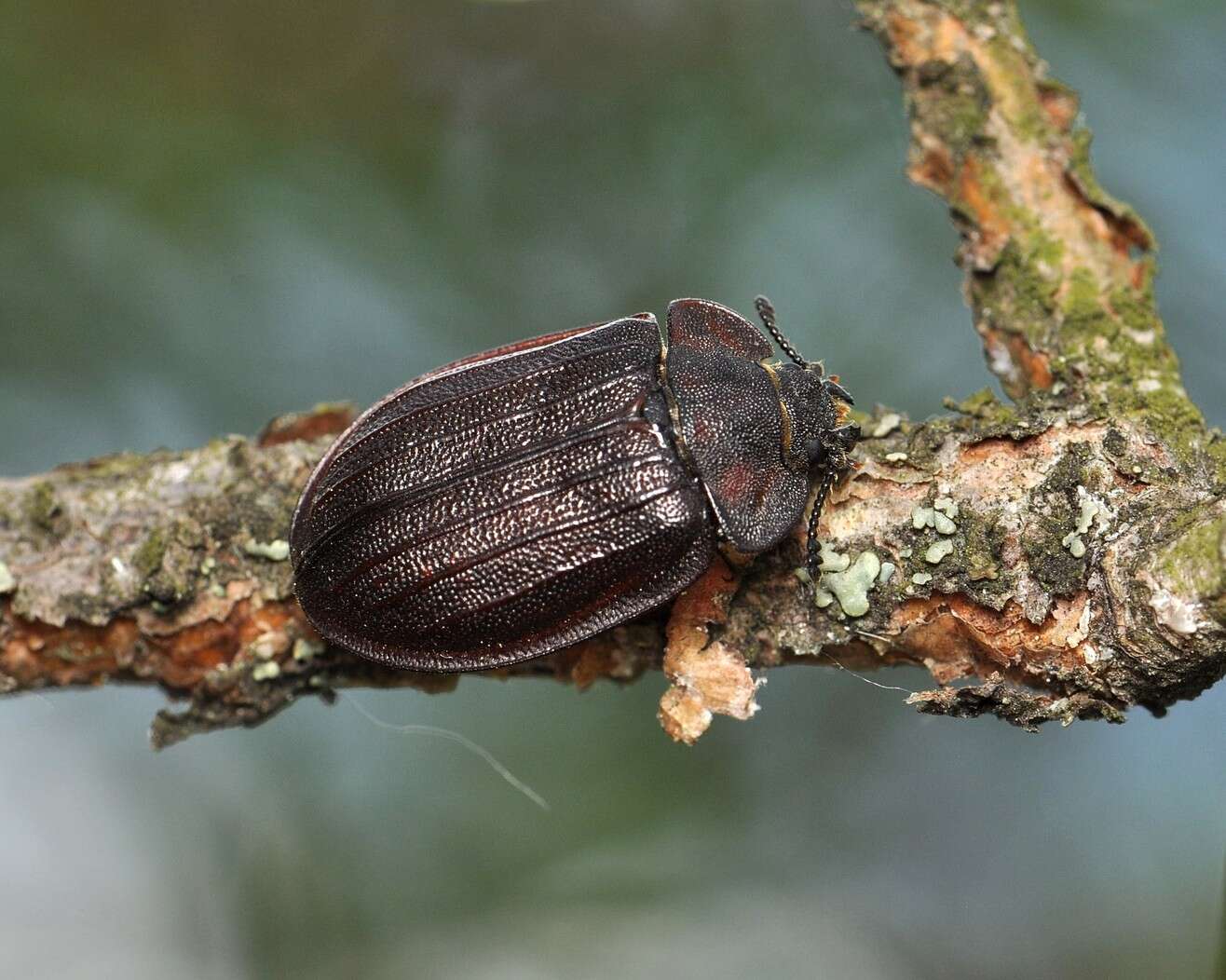 Image of Peltis grossa (Linnaeus 1758)