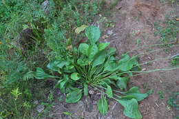 صورة Plantago maxima Juss. ex Jacq.