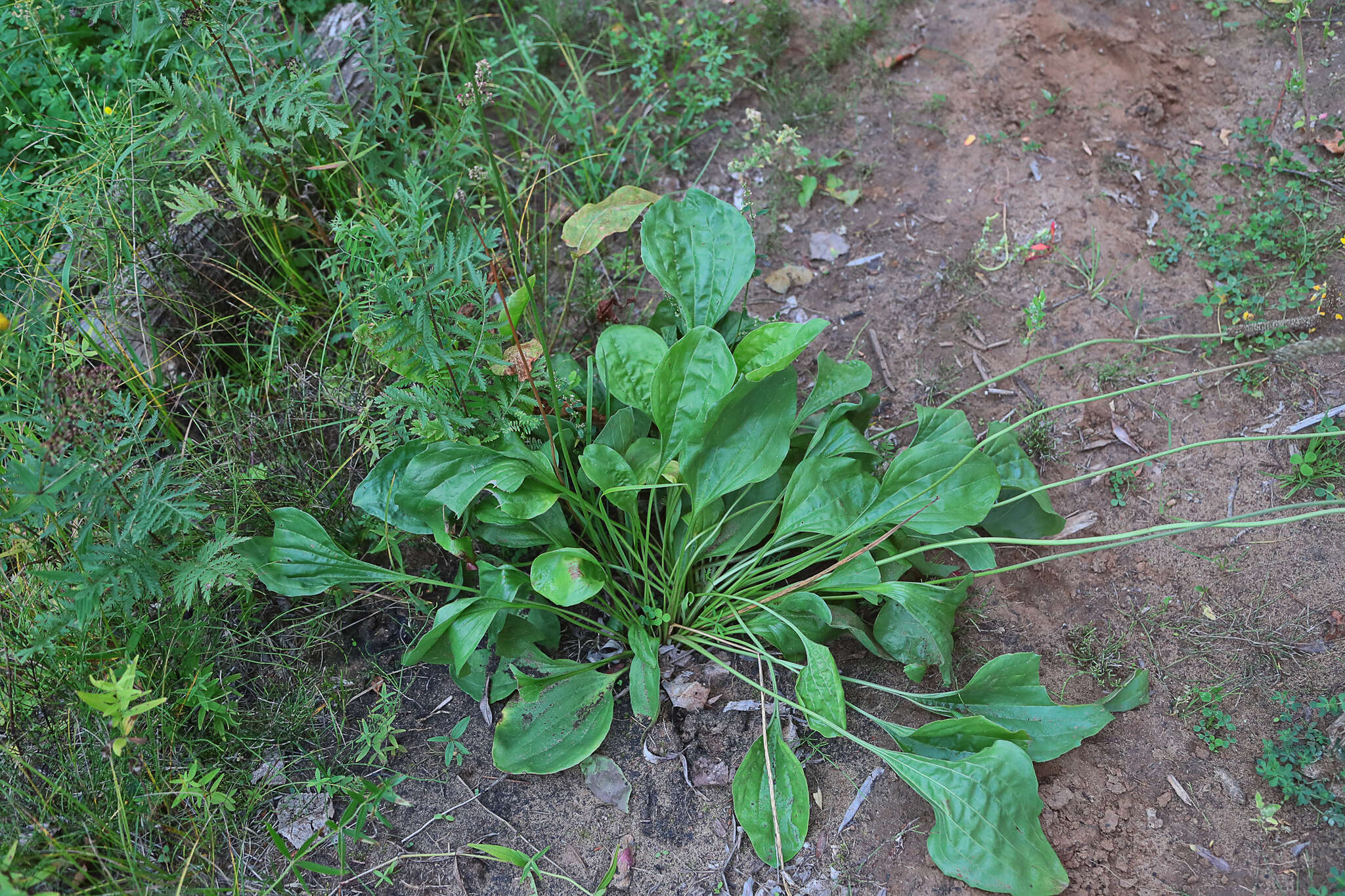 صورة Plantago maxima Juss. ex Jacq.