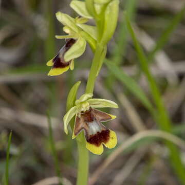 Sivun Ophrys insectifera subsp. aymoninii Breistr. kuva