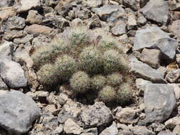 Image of junior Tom Thumb cactus