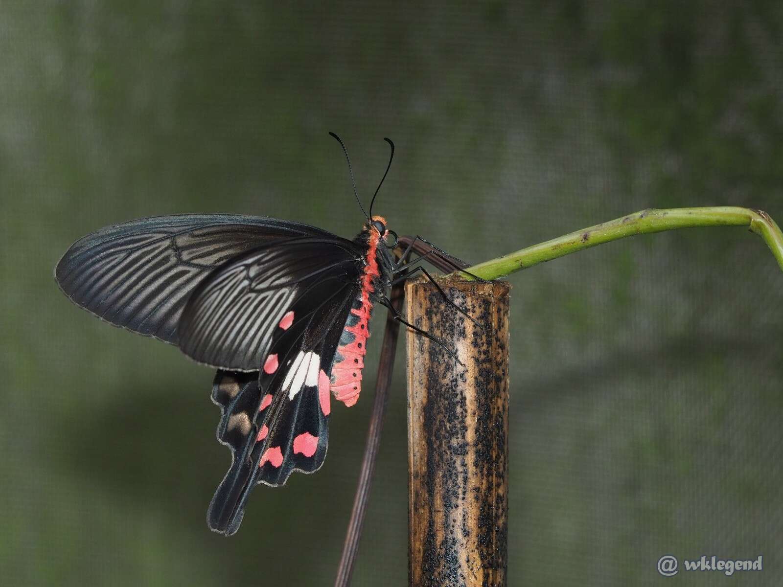 Image of Common Rose Butterfly