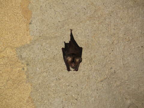 Plancia ëd Hipposideros coxi Shelford 1901