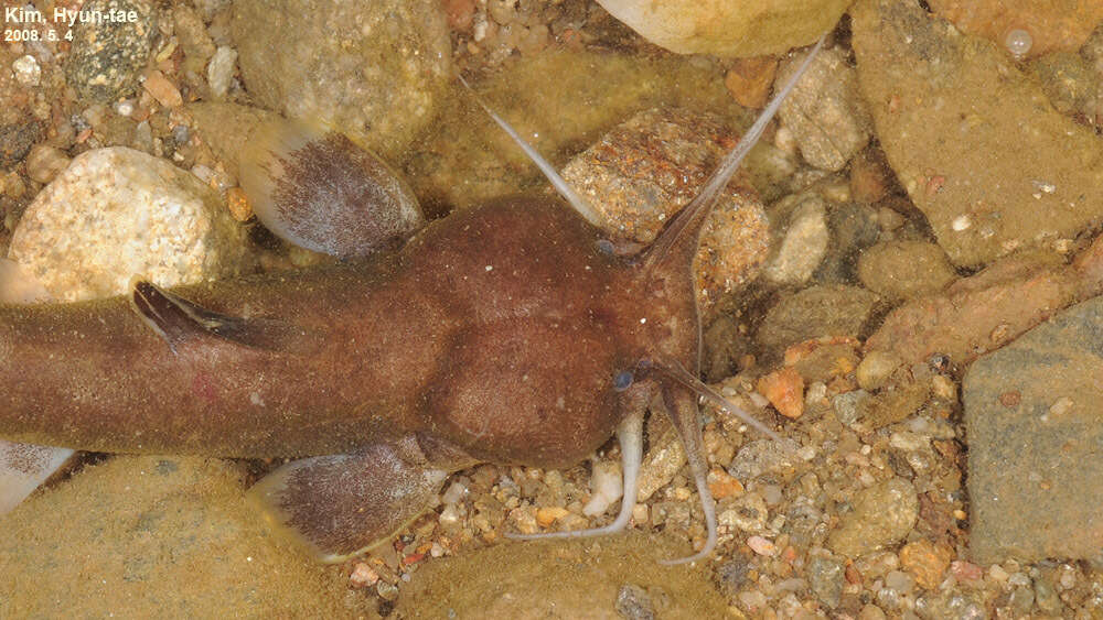 Image of Liobagrus andersoni Regan 1908