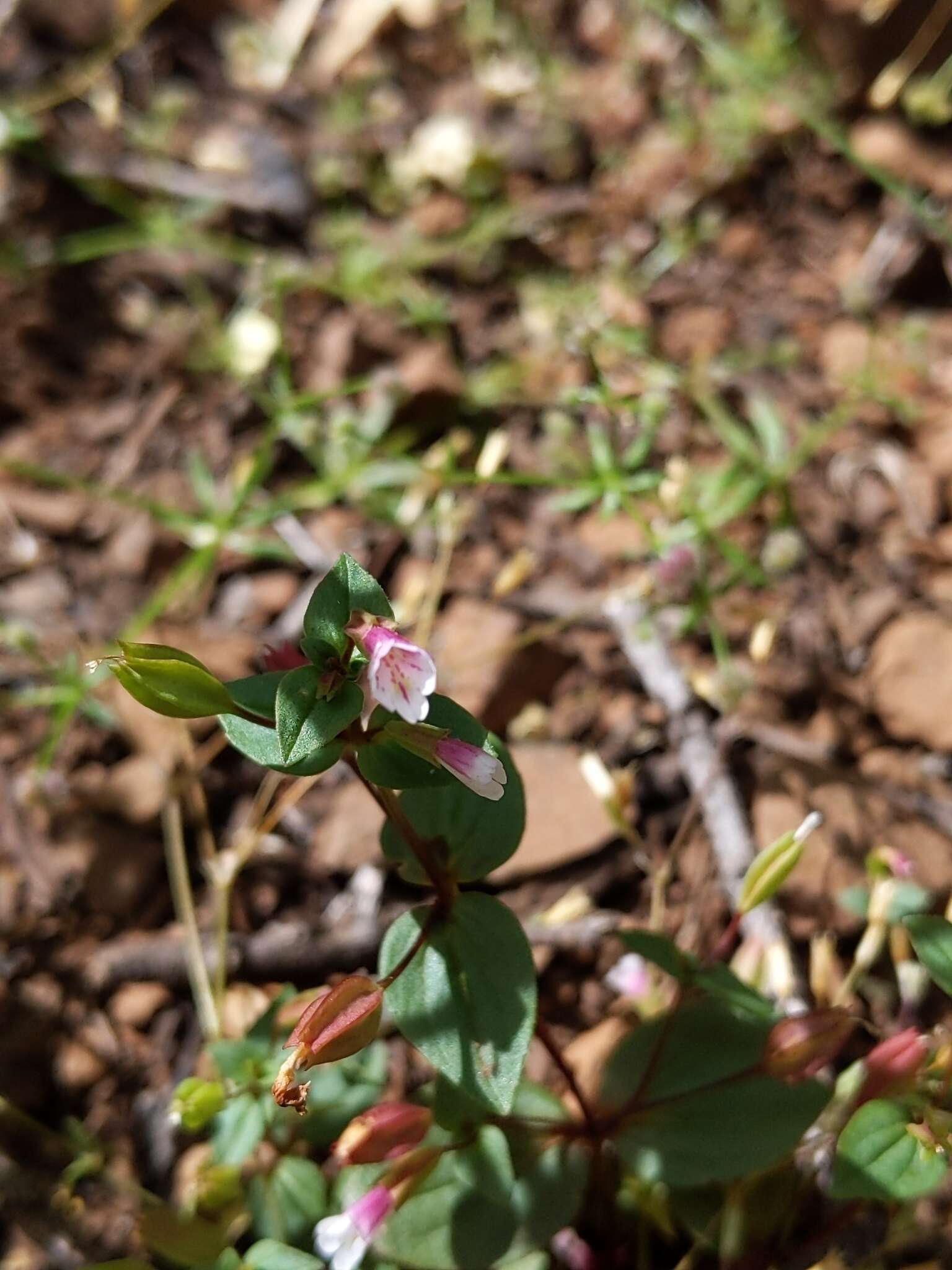 Erythranthe inconspicua (A. Gray) G. L. Nesom resmi