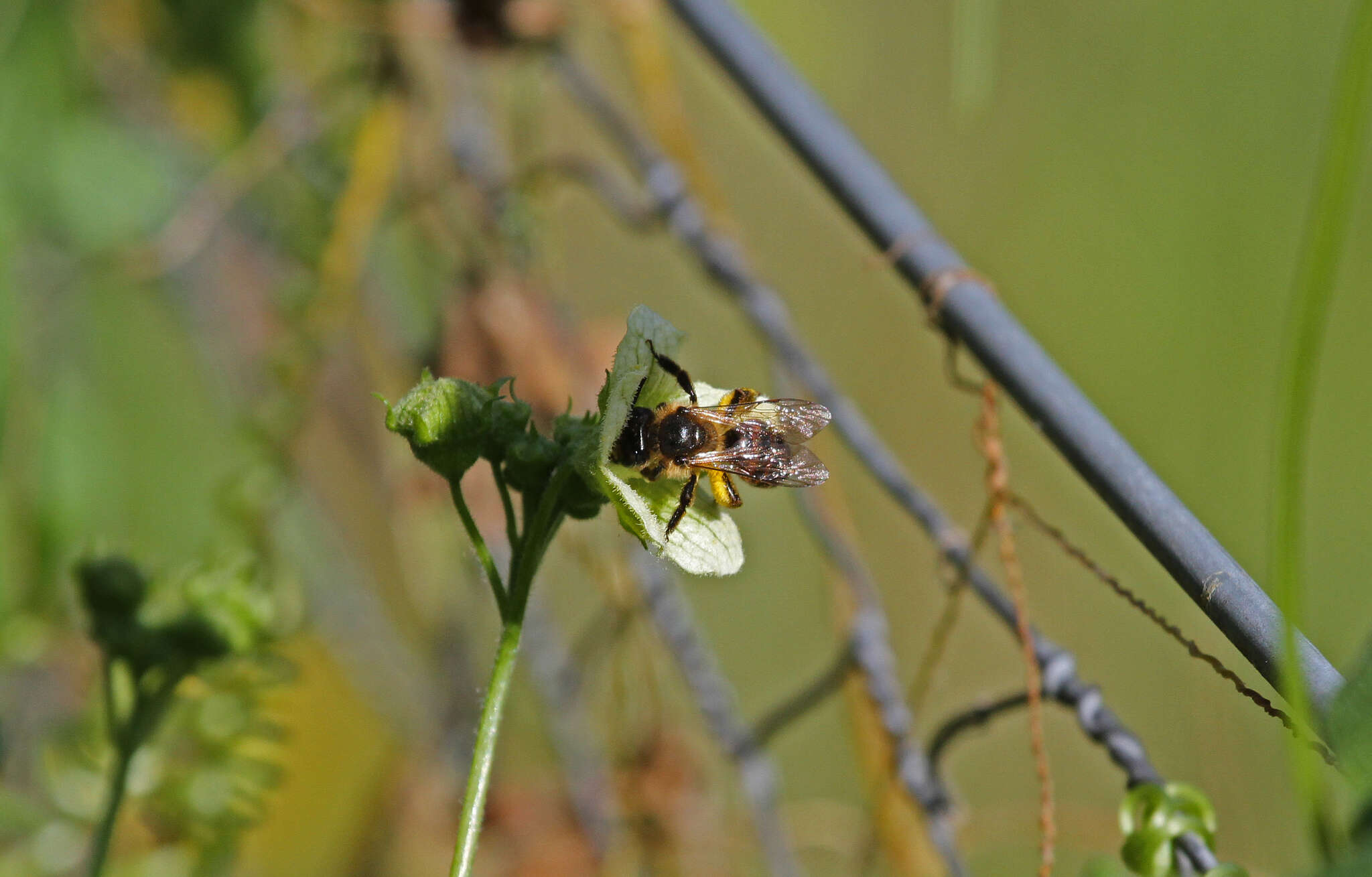 Image of Andrena florea Fabricius 1793