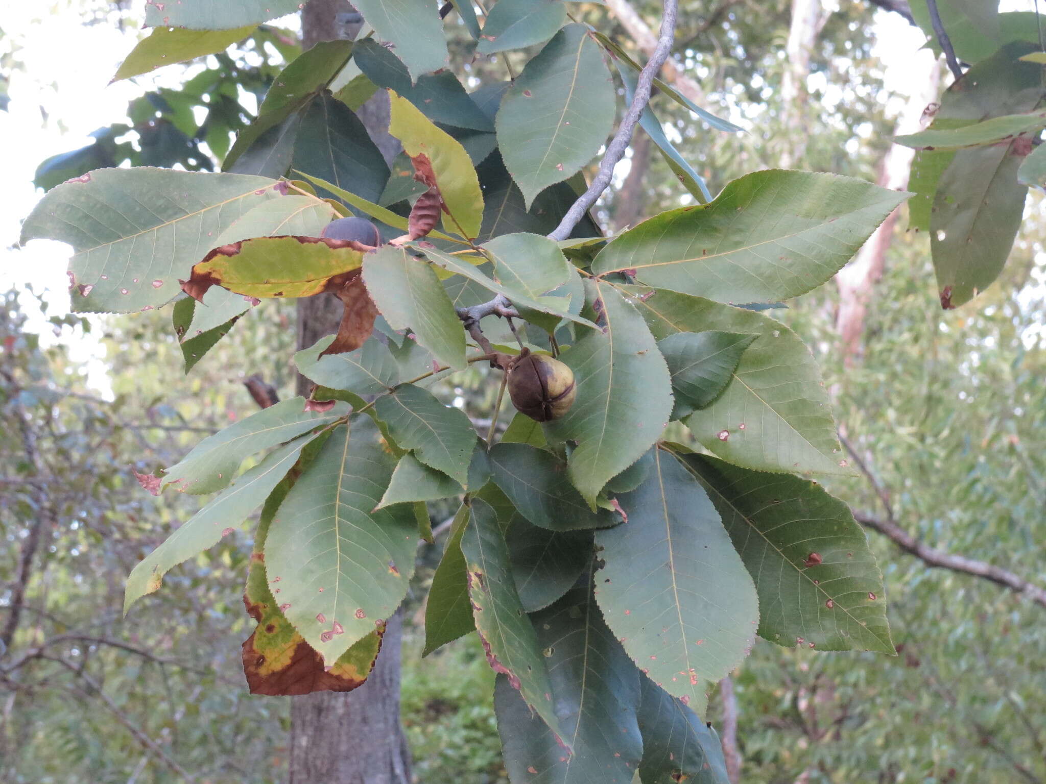 Image of shagbark hickory