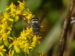 Слика од Epeolus autumnalis Robertson 1902