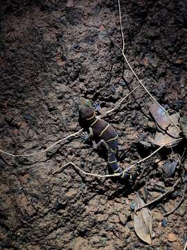 Image of Boulenger’s Indian Gecko