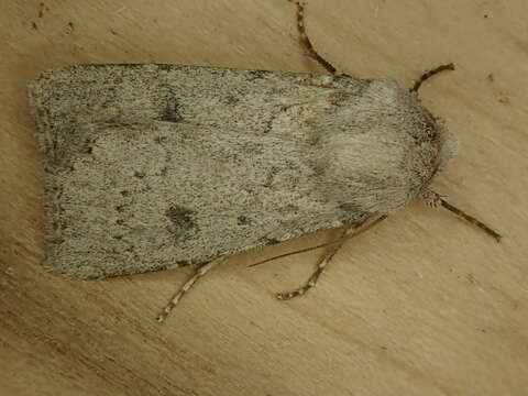 Image of Old Man Dart; Muted Dart (ssp. mutata); Spotted-legged Cutworm