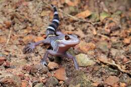 Image of Hainan Cave Gecko