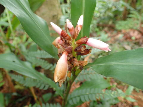 Image of Alpinia shimadae Hayata