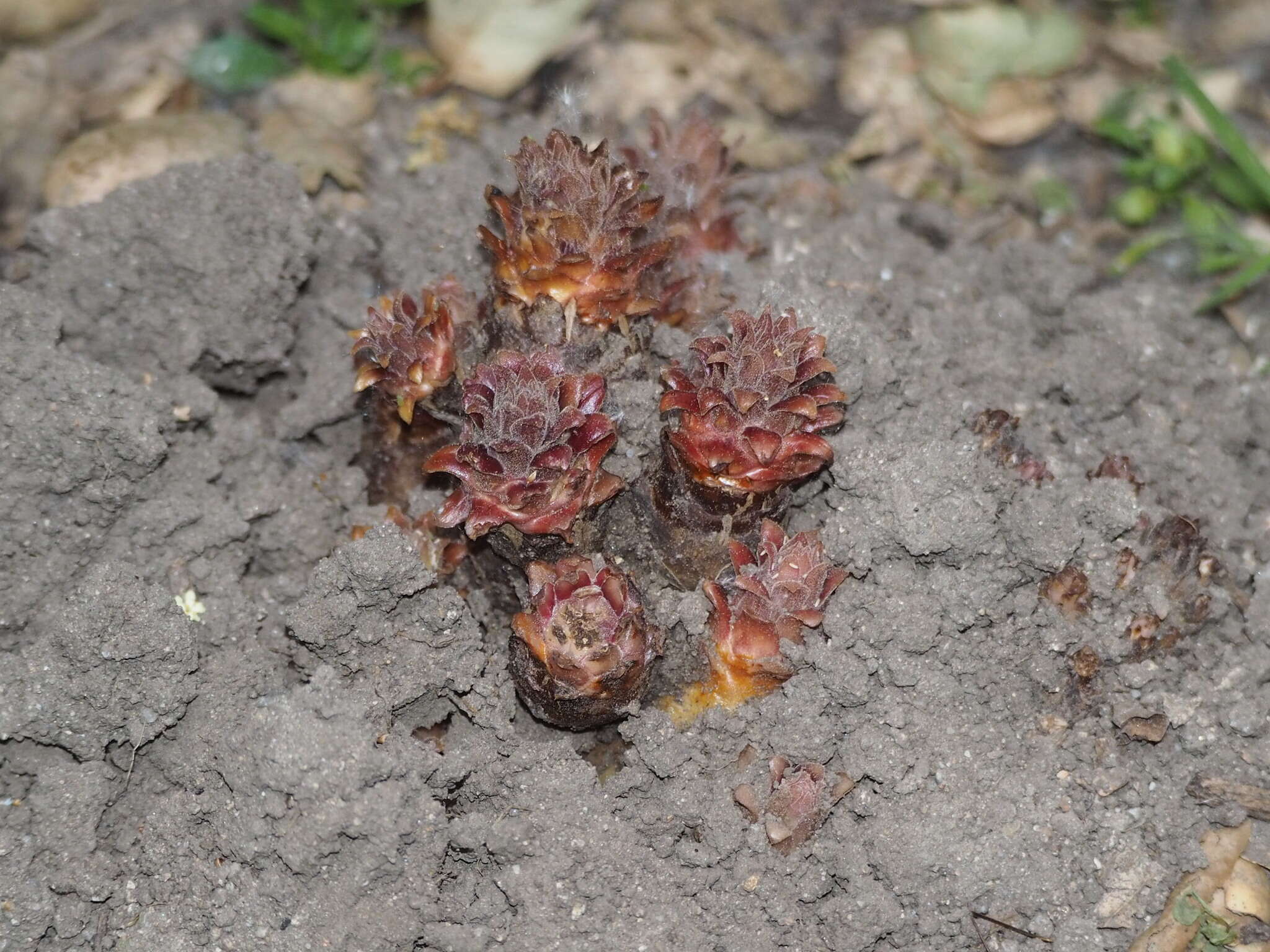 Image of hillside broomrape