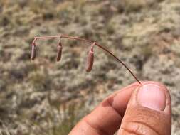 صورة Astragalus brandegeei (Rydb.) Porter