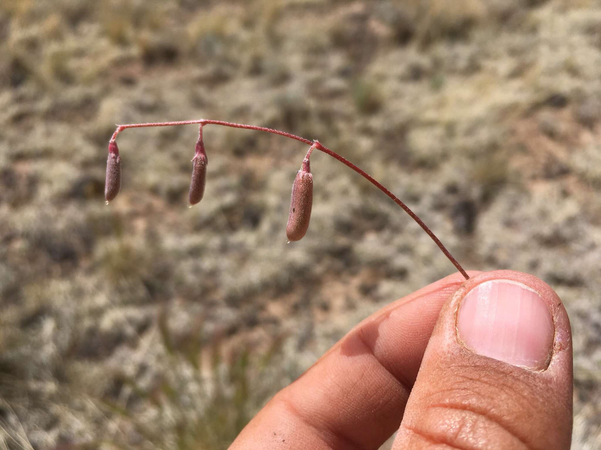 صورة Astragalus brandegeei (Rydb.) Porter