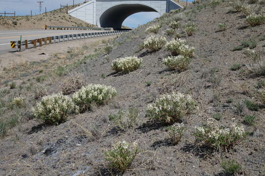 Imagem de Astragalus pattersonii A. Gray