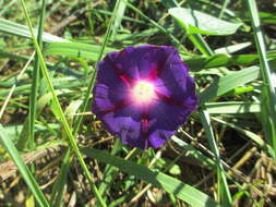 Image of tall morning-glory