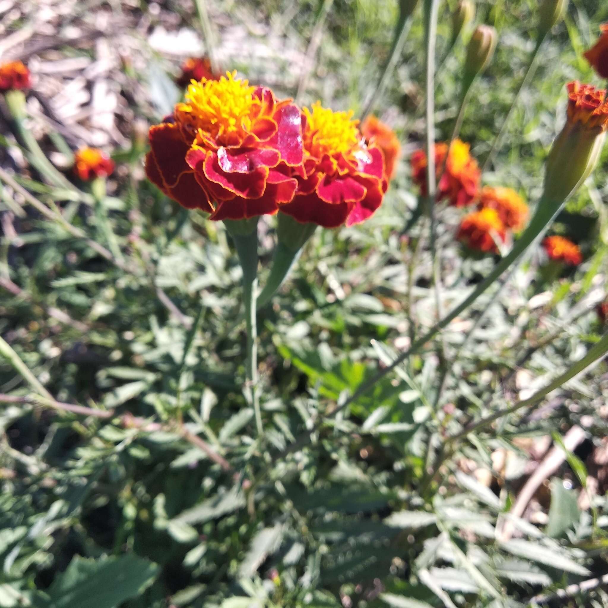 Tagetes erecta L. resmi