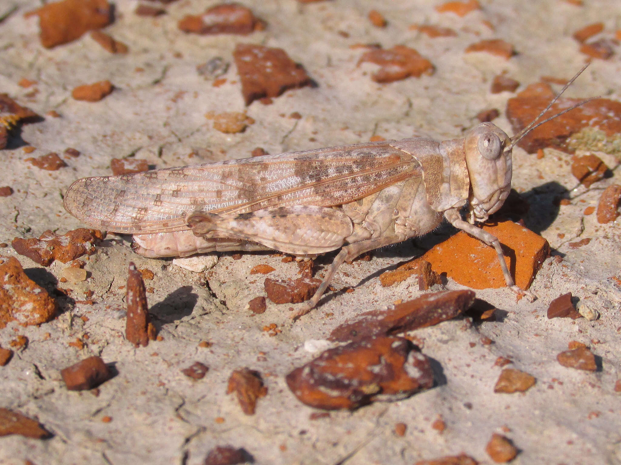 Image of Trimerotropis sparsa (Thomas & C. 1875)