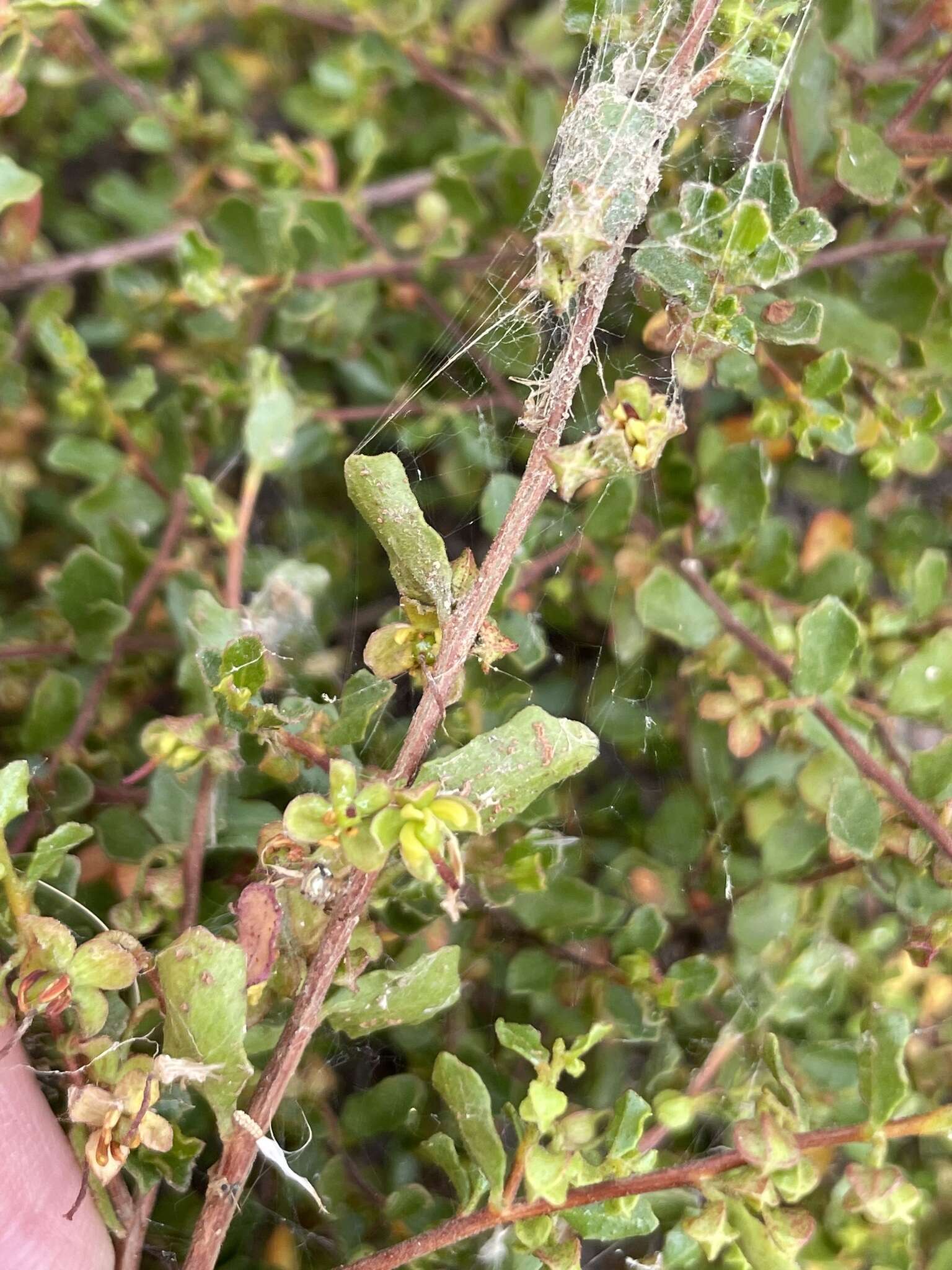 Image of Dodonaea baueri Endl.