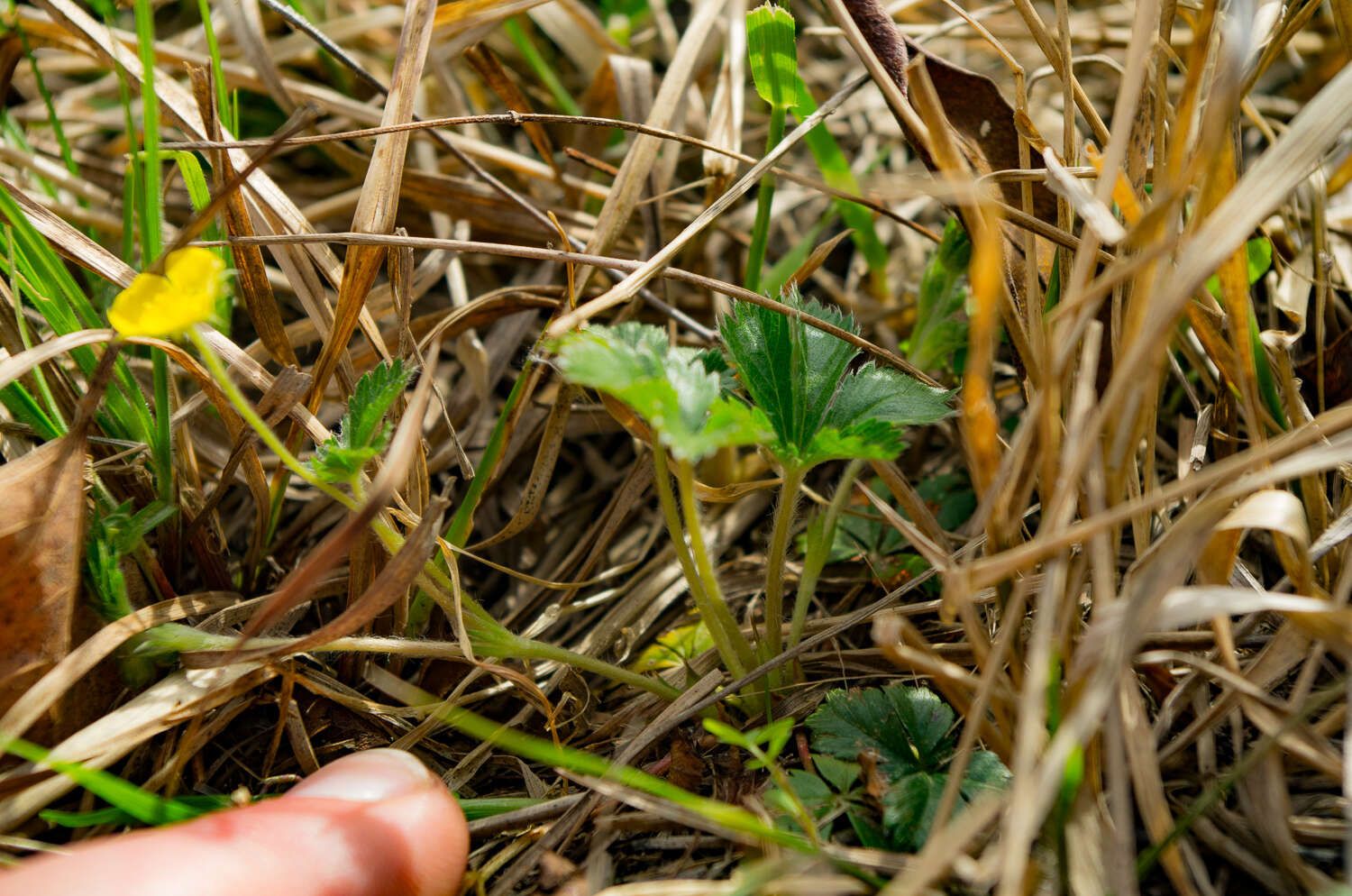 Image of dwarf cinquefoil