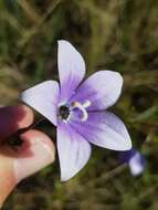 صورة Wahlenbergia undulata (L. fil.) A. DC.