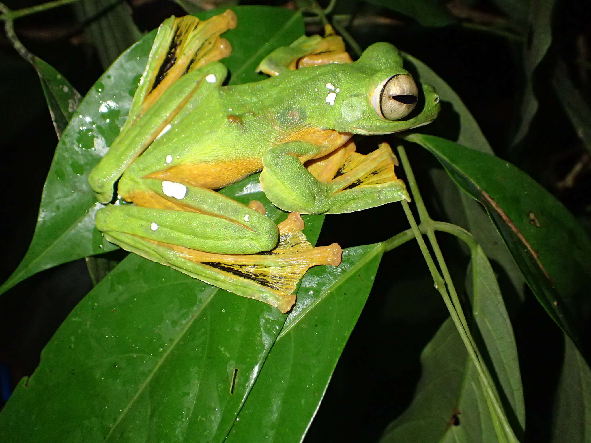 Imagem de Rhacophorus nigropalmatus Boulenger 1895