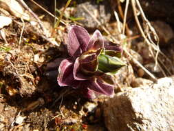 Image de Gentiana depressa D. Don