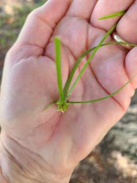 Image of Asian spikesedge