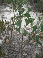 Image de Hakea flabellifolia Meissn.