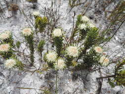 Image of Agathosma hookeri Sond.