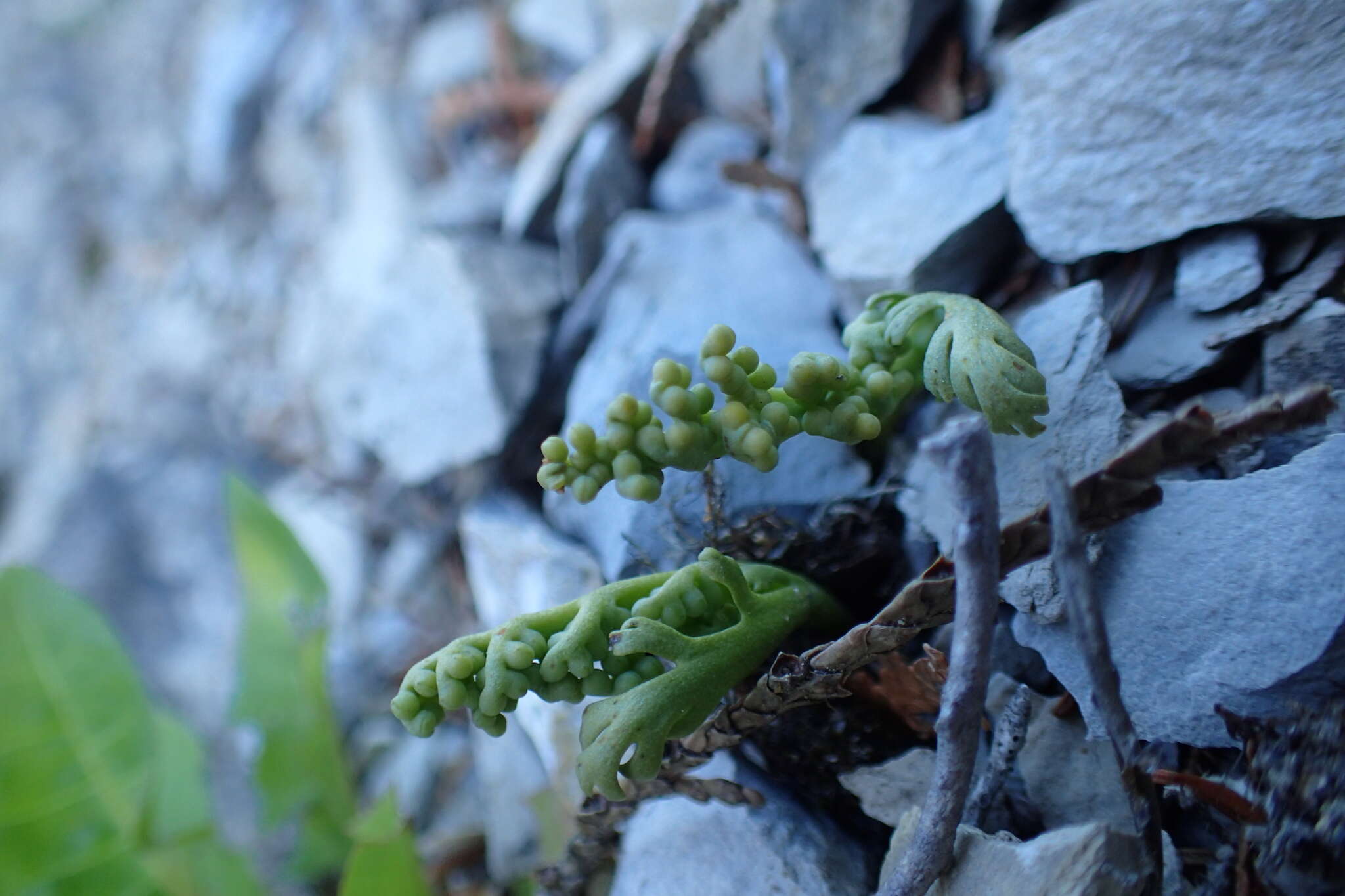 Image of narrowleaf grapefern