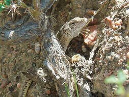 Image of Multi-ocellated Racerunner