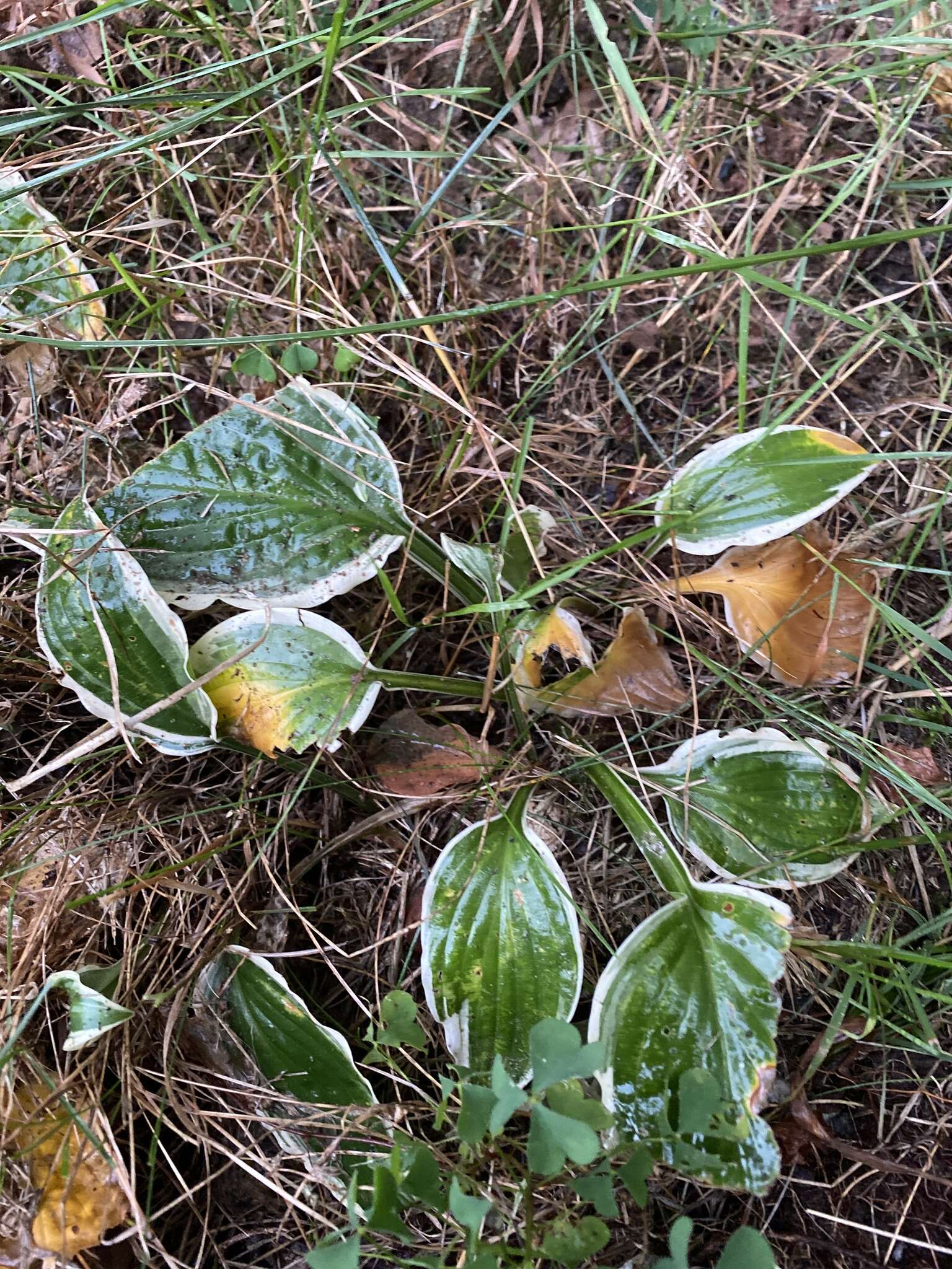 Image of Hosta sieboldii (Paxton) J. W. Ingram