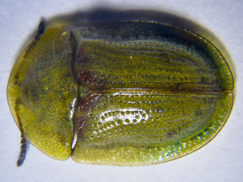 Image of Cassida (Cassida) denticollis Suffrian 1844