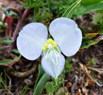 Слика од Commelina platyphylla Klotzsch ex Seub.