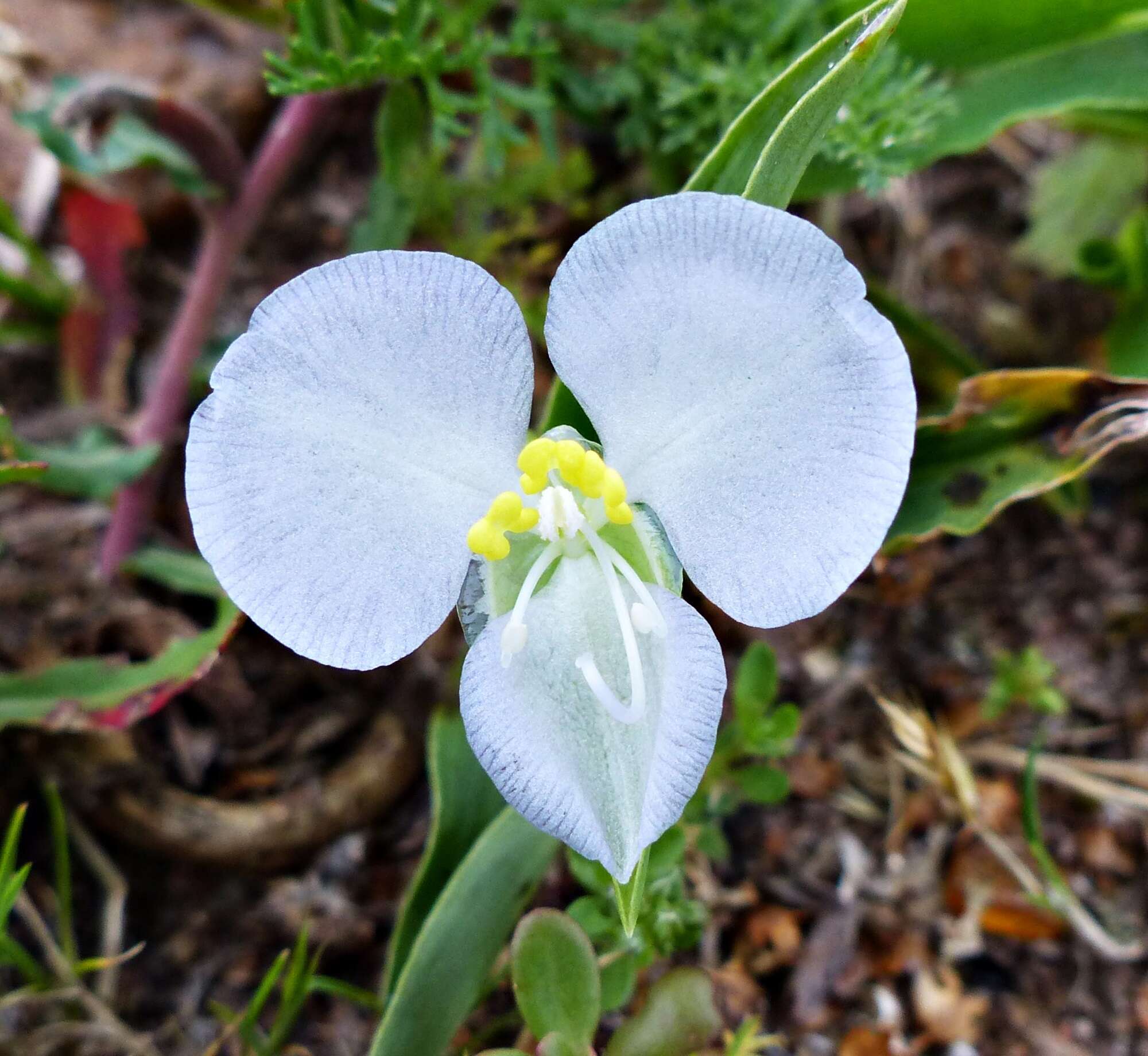 Image of Commelina platyphylla Klotzsch ex Seub.